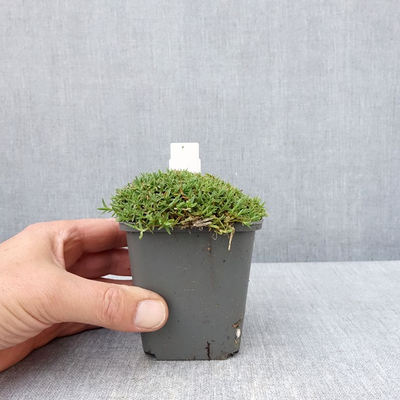 Dianthus gratianopolitanus La Bourboule Alba 8/9 cm pot sample as delivered in spring