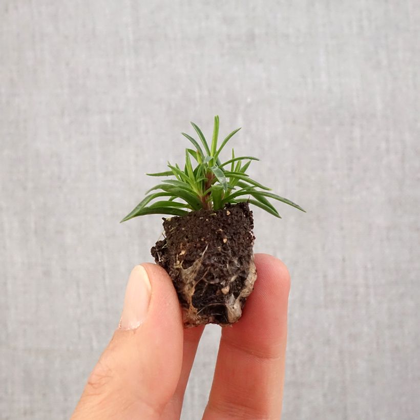 Dianthus plumarius Merci Fleuri Plug plant 1.5/2.5 cm sample as delivered in spring