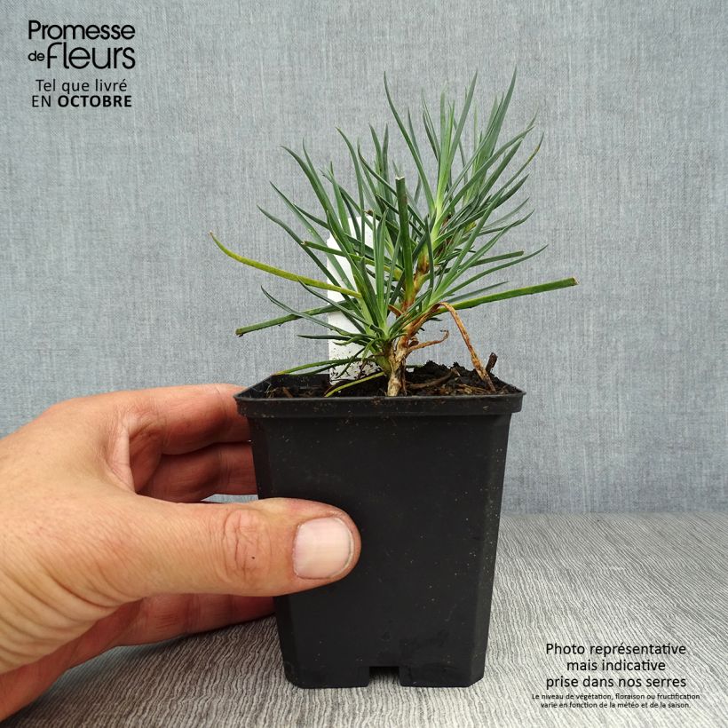 Dianthus plumarius Devon Cream 8/9 cm pot sample as delivered in autumn