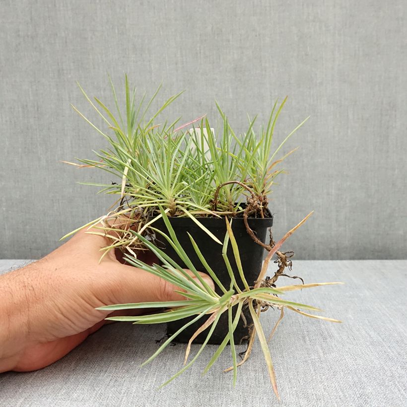 Dianthus plumarius Flore Pleno Albus 8/9 cm pot sample as delivered in summer