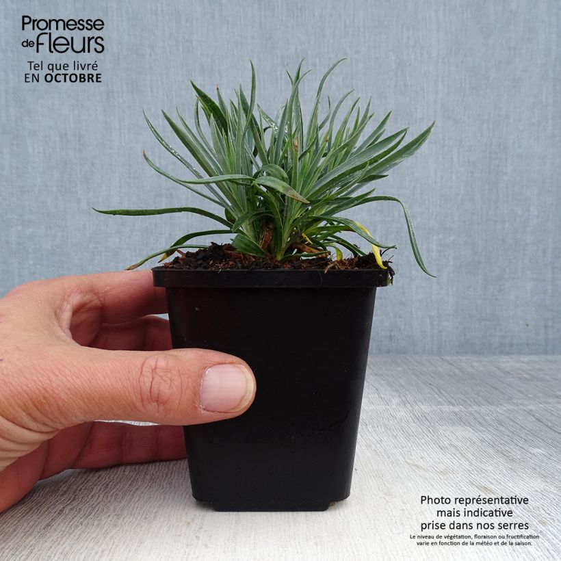 Dianthus plumarius Heidi 8/9 cm pot sample as delivered in autumn