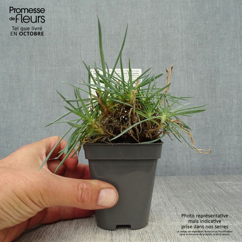 Dianthus plumarius Lady in Red 8/9 cm pot sample as delivered in autumn