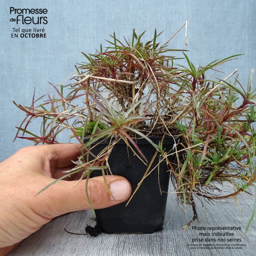 Dianthus plumarius Maggie 8/9 cm pot sample as delivered in autumn