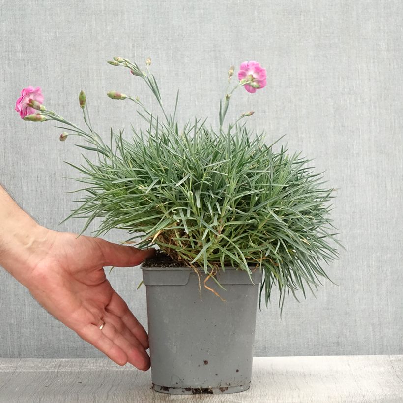 Dianthus plumarius Moulin Rouge 2L/3L pot sample as delivered in autumn