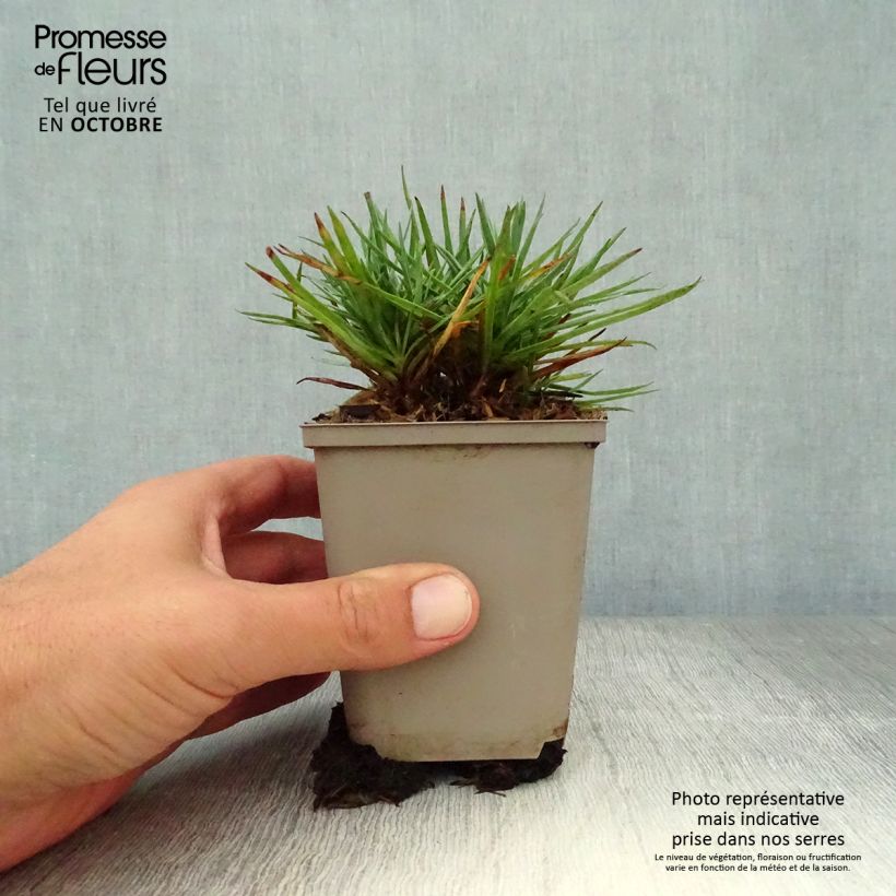 Dianthus plumarius Munot 8/9 cm pot sample as delivered in autumn