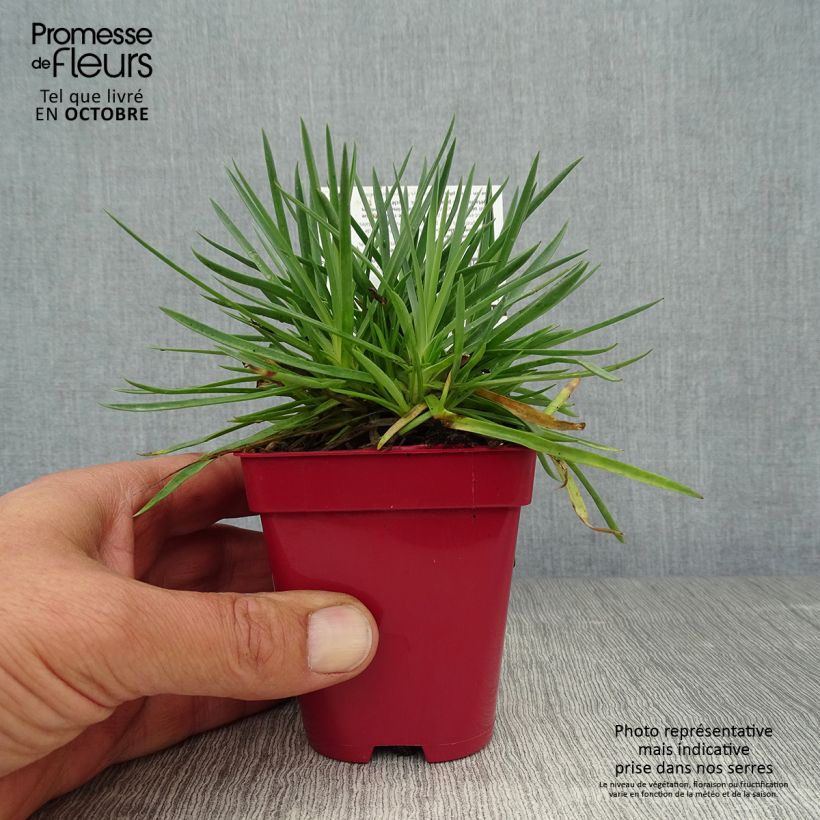 Dianthus plumarius Passion Hot Red 8/9 cm pot sample as delivered in autumn