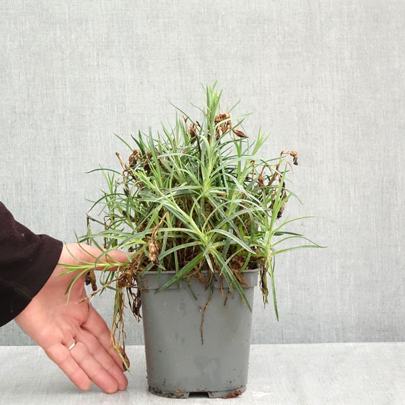 Dianthus plumarius Passion Hot Red 2L/3L pot sample as delivered in autumn