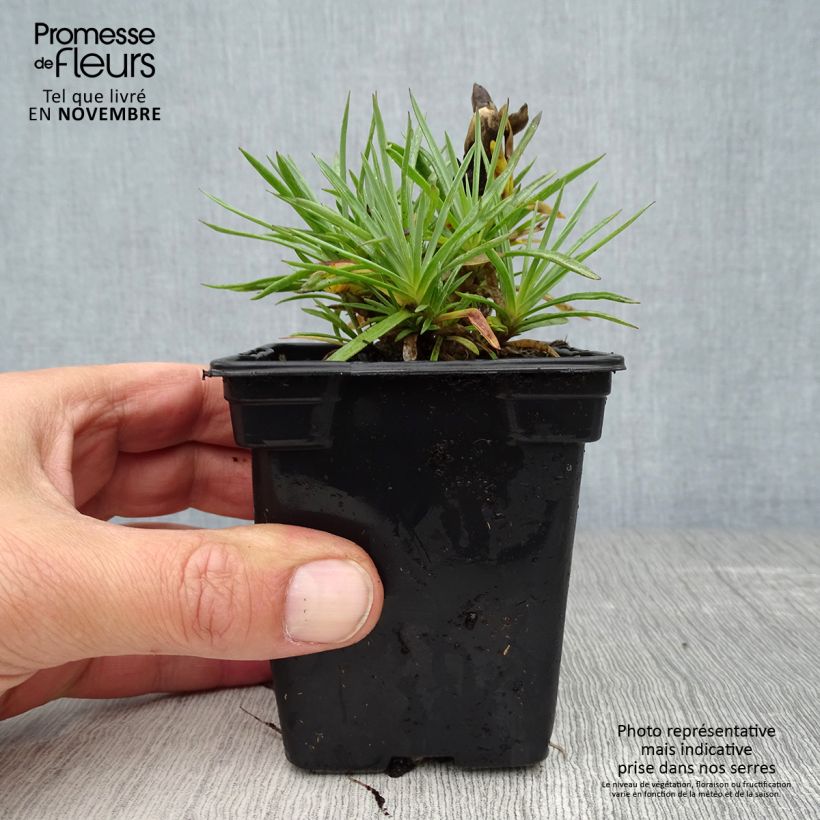 Dianthus plumarius Scent First Coconut Sundae 7/8 cm pot sample as delivered in autumn