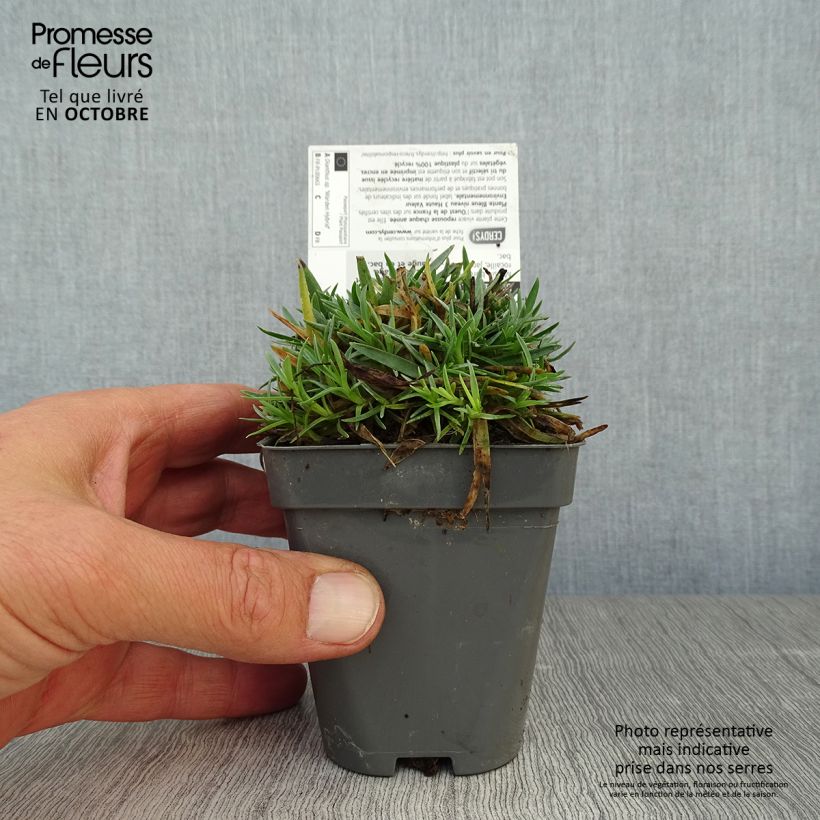 Dianthus plumarius Warden Hybrid 8/9 cm pot sample as delivered in autumn
