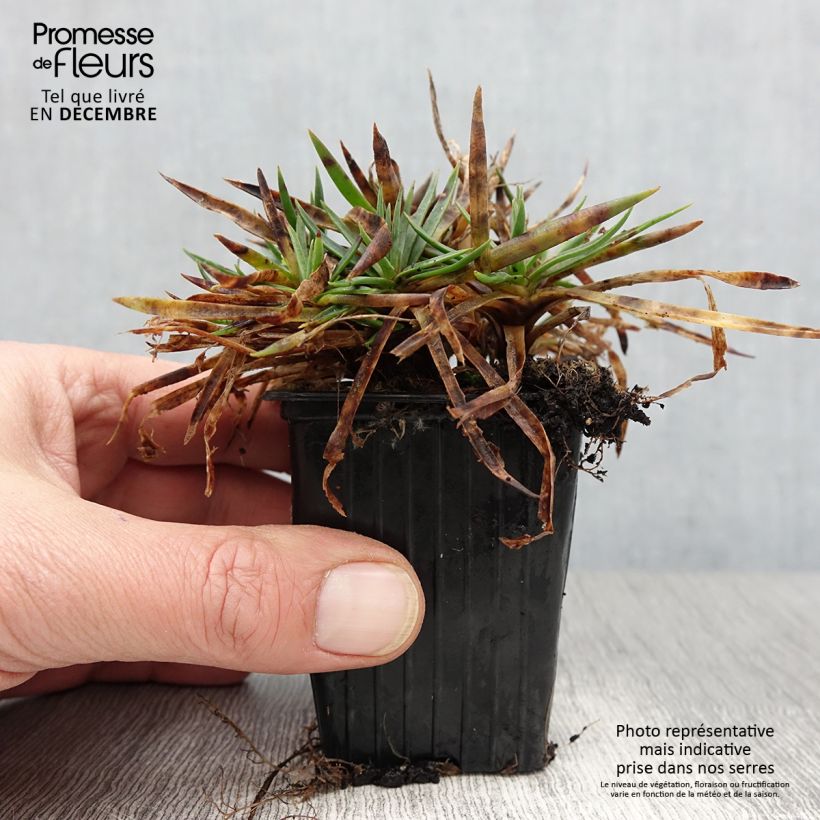 Dianthus plumarius Scent First Sugar Plum 7/8 cm pot sample as delivered in autumn