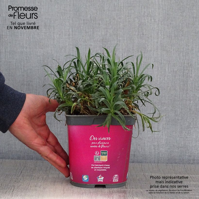 Dianthus plumarius Scent First Sugar Plum 2L/3L pot sample as delivered in autumn