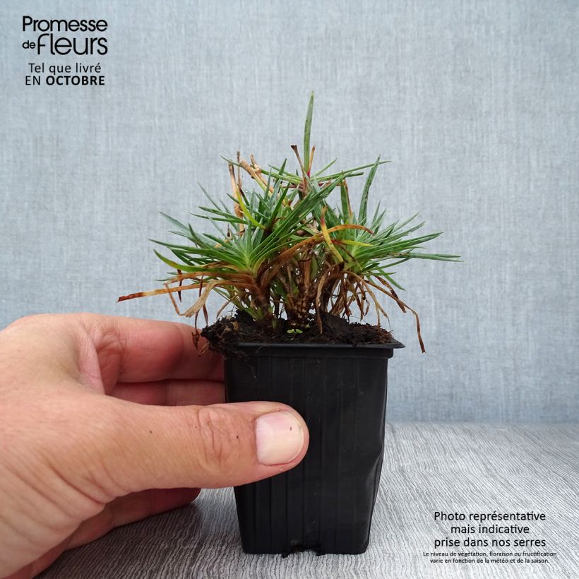 Dianthus plumarius Scent First Tickled Pink 7/8 cm pot sample as delivered in autumn