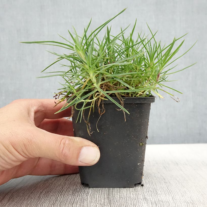 Dianthus spiculifolius 8/9 cm pot sample as delivered in autumn