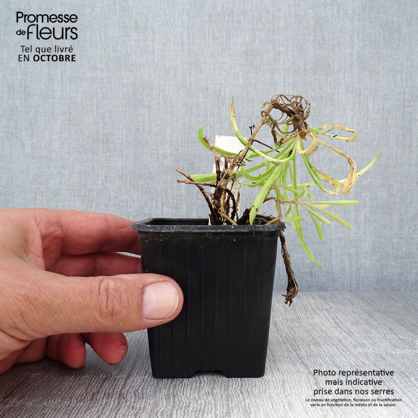Dianthus superbus 8/9 cm pot sample as delivered in autumn