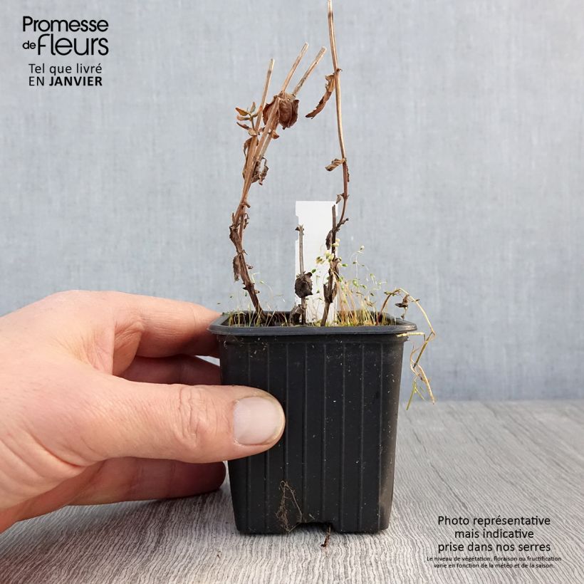 Diascia personata 8/9 cm pot sample as delivered in winter