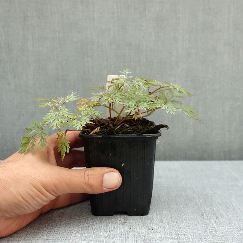 Dicentra hybrida Pink Diamonds 8/9 cm pot sample as delivered in autumn