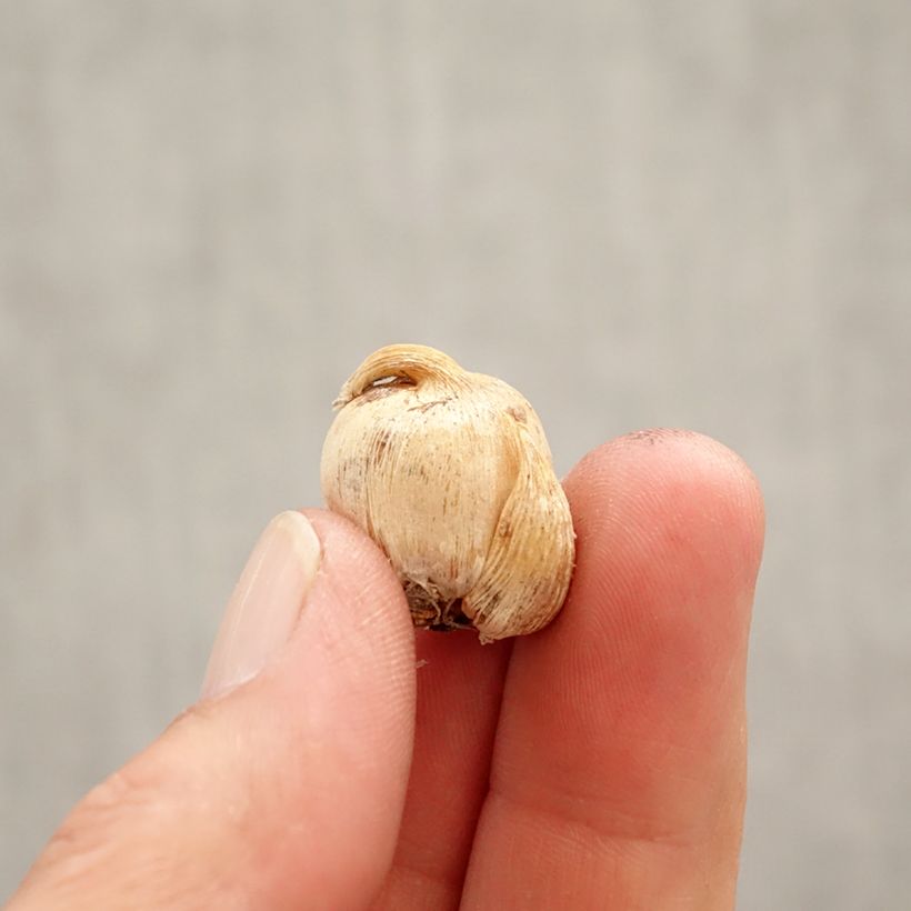 Dichelostemma congestum Bulb size 5+ sample as delivered in spring