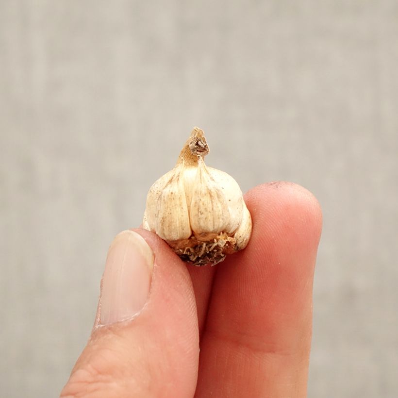 Dichelostemma ida-maia  Bulb size 5+ sample as delivered in spring