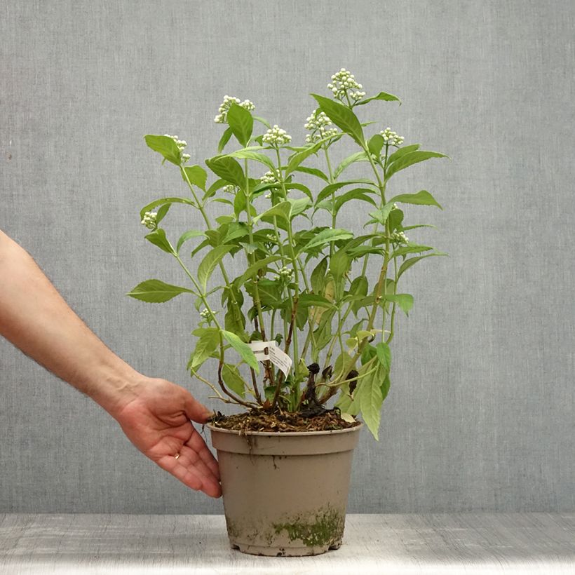 Dichroa versicolor Round Blue 3L/4L pot sample as delivered in spring