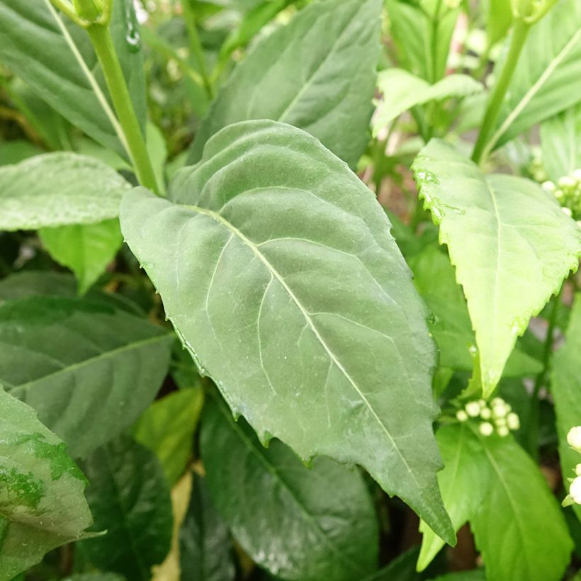 Dichroa versicolor Round Blue (Foliage)