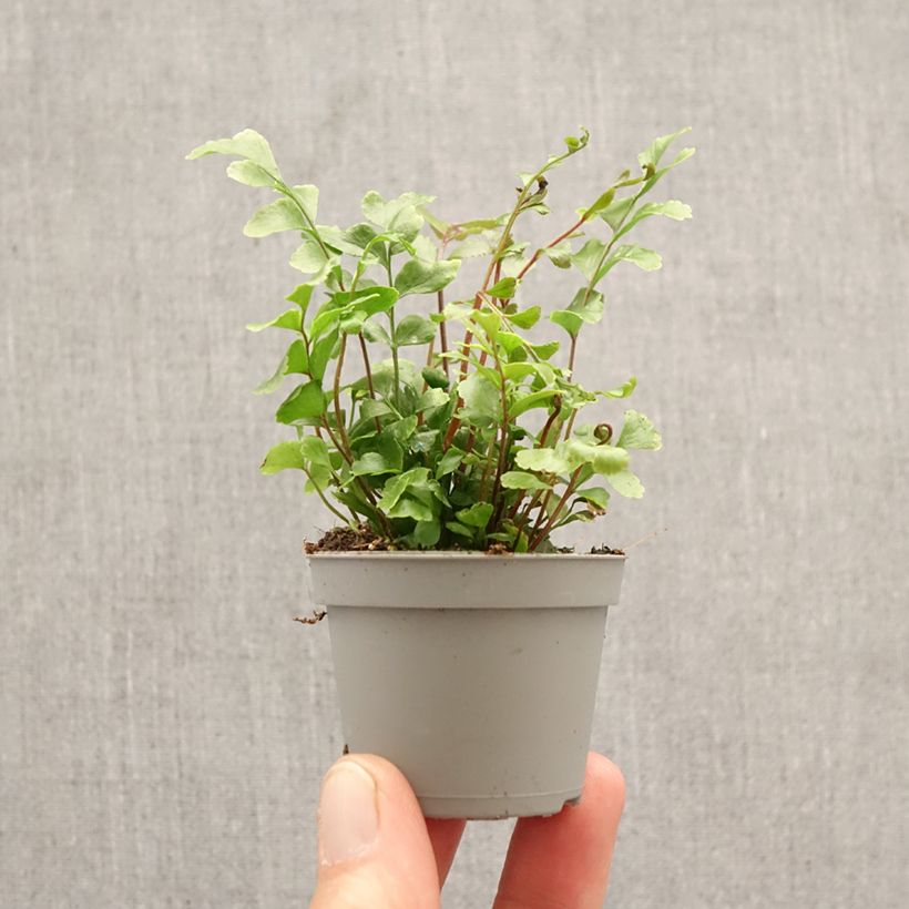 Didymochlaena truncatula  -  Fougère acajou, Fougère arborescente à frondes tronquées mini plant sample as delivered in spring