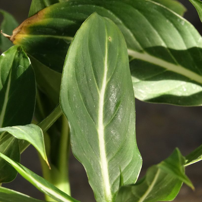 Dieffenbachia Sterling - Dumb cane (Foliage)