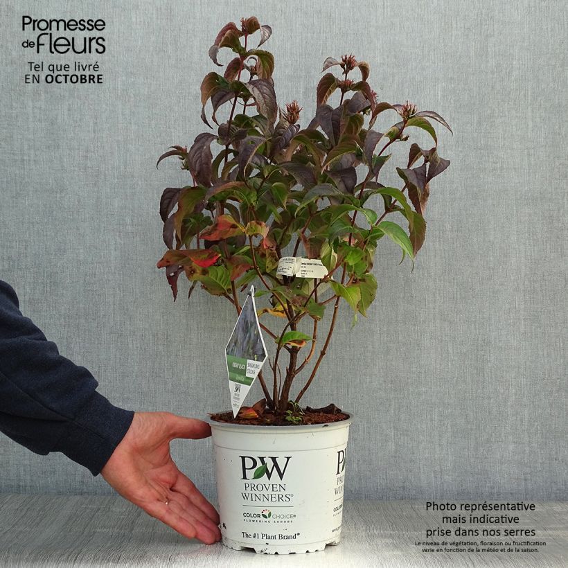 Diervilla splendens Kodiak Black 2L/3L pot sample as delivered in autumn