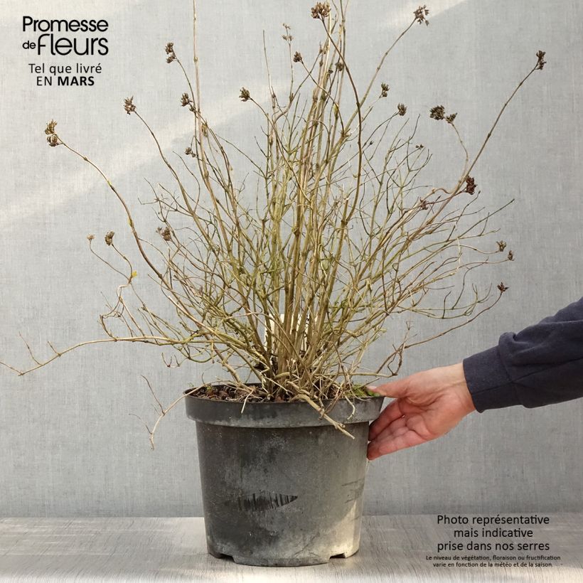 Diervilla rivularis Honeybee 7.5L/10L pot sample as delivered in spring