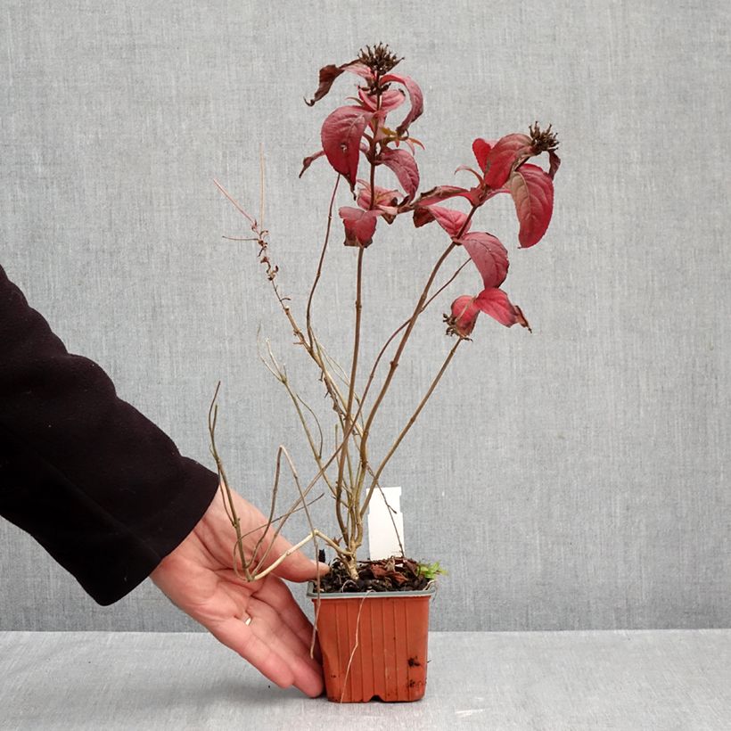 Diervilla rivularis Troja Black 8/9 cm pot sample as delivered in autumn