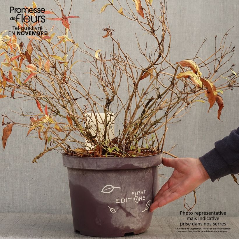 Diervilla sessilifolia Cool Splash 7.5L/10L pot sample as delivered in autumn