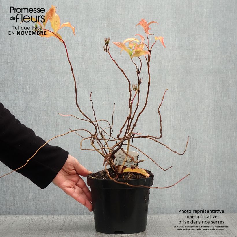 Diervilla splendens 2L/3L pot sample as delivered in autumn