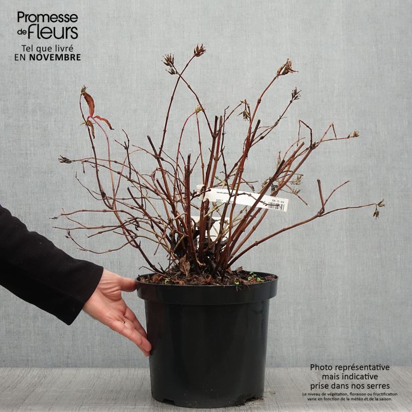 Diervilla splendens Diva 7.5L/10L pot sample as delivered in autumn