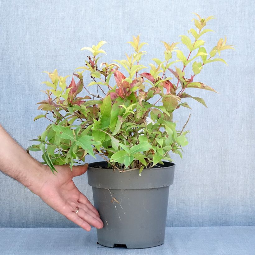 Diervilla splendens Honey Surprise 4L/5L pot sample as delivered in summer