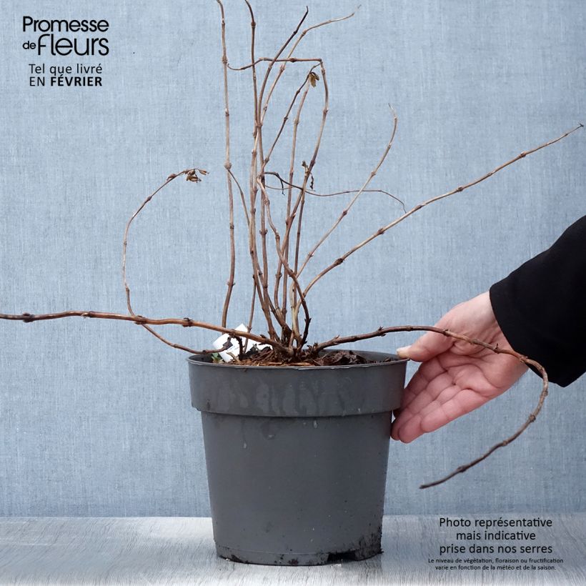 Diervilla splendens Honey Surprise 4L/5L pot sample as delivered in winter