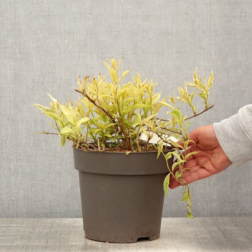 Diervilla splendens Honey Surprise 4L/5L pot sample as delivered in spring