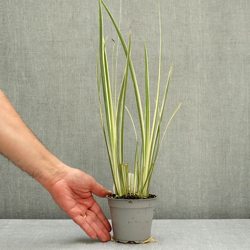 Dietes bicolor Milky Way - African Iris 12cm pot sample as delivered in spring