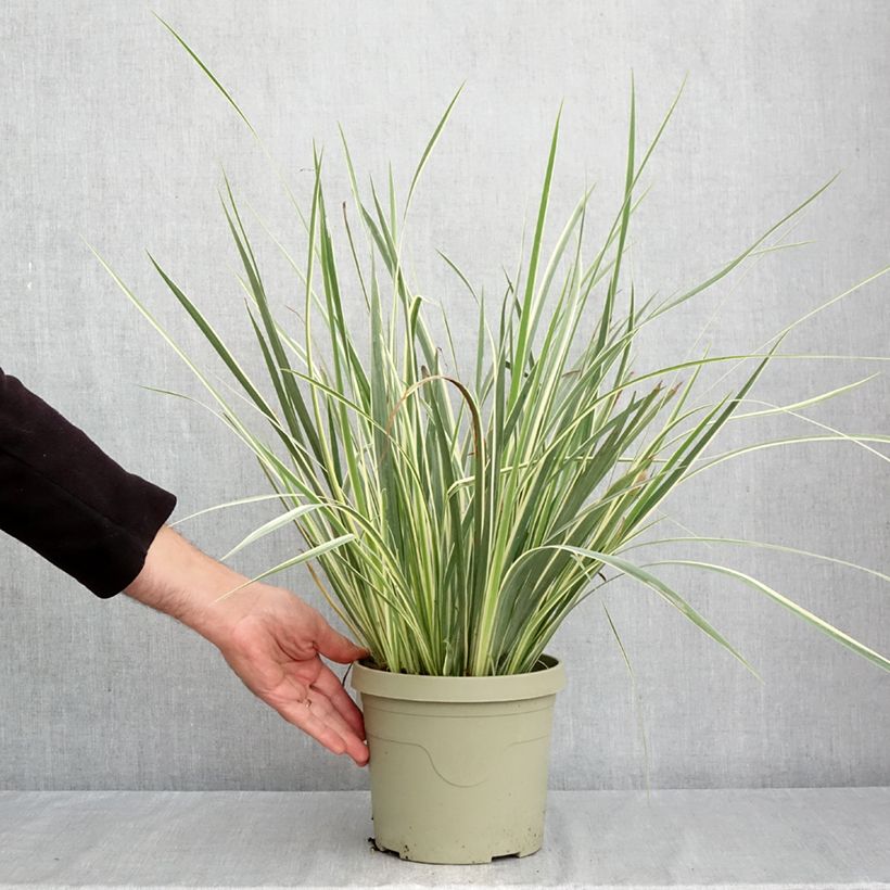 Dietes bicolor Milky Way - African Iris 3L/4L pot sample as delivered in autumn