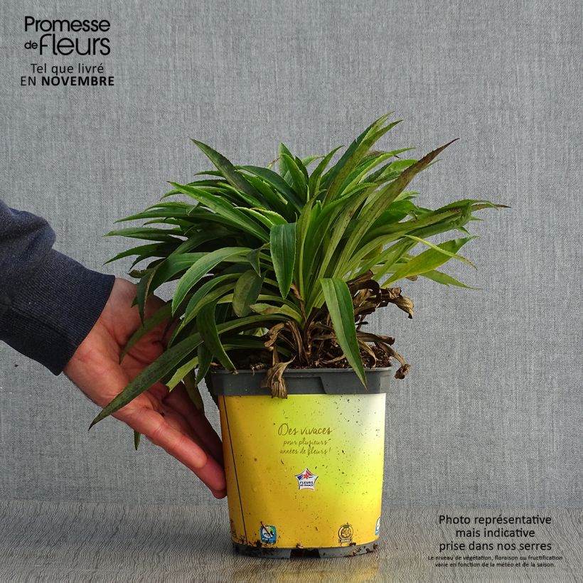 Digitalis Goldcrest - Foxglove 1.5L/2L pot sample as delivered in autumn