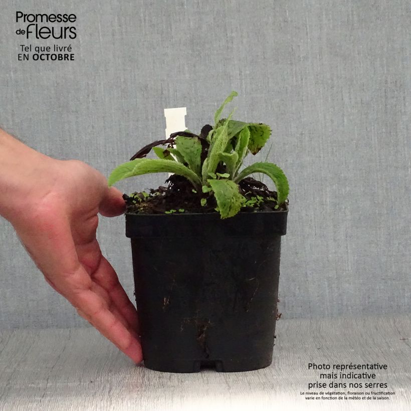 Digitalis x mertonensis - Foxglove 2L/3L pot sample as delivered in autumn