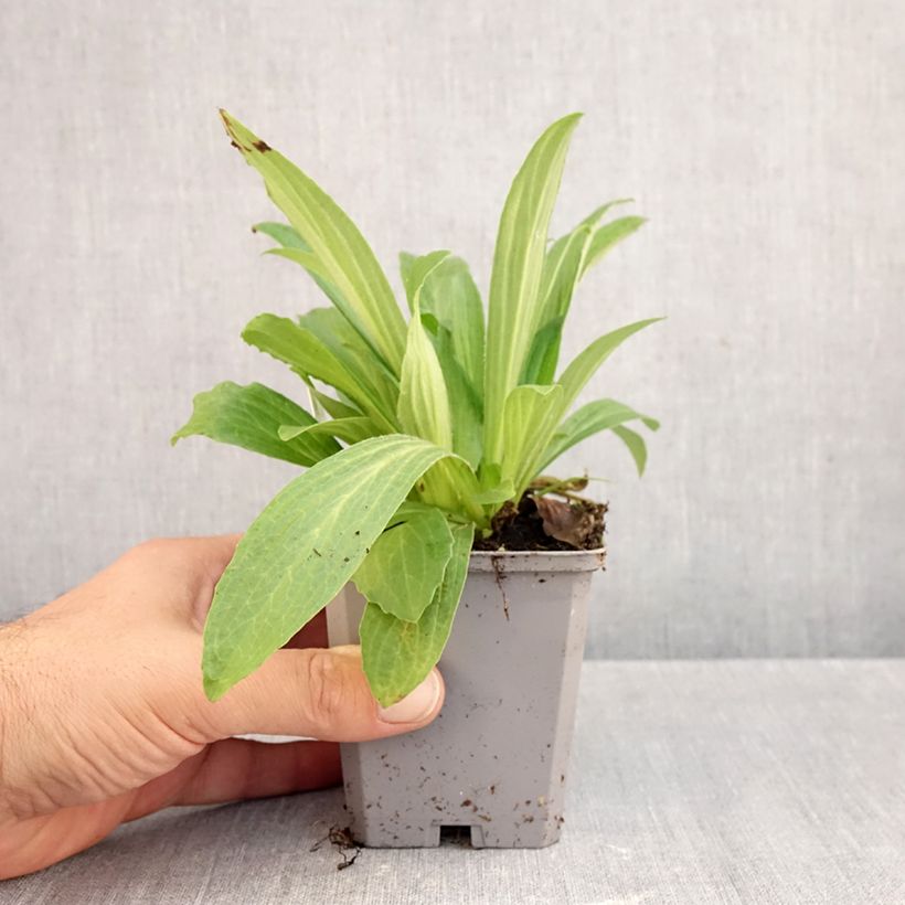 Digitalis ferruginea Gigantea - Foxglove 8/9 cm pot sample as delivered in autumn