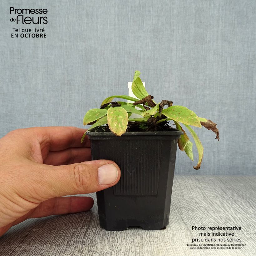 Digitalis lutea - Foxglove 8/9 cm pot sample as delivered in autumn
