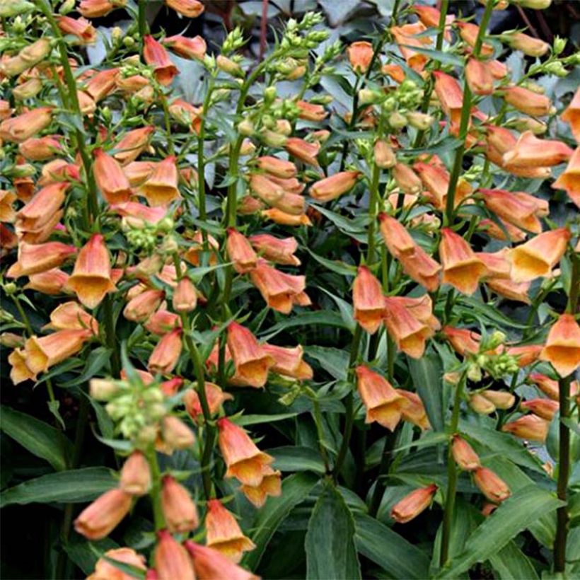 Digitalis Goldcrest - Foxglove (Flowering)