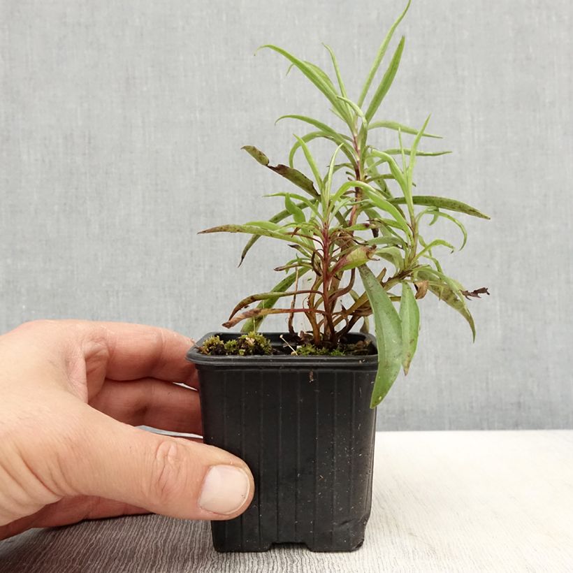 Digitalis obscura - Foxglove 8/9 cm pot sample as delivered in spring