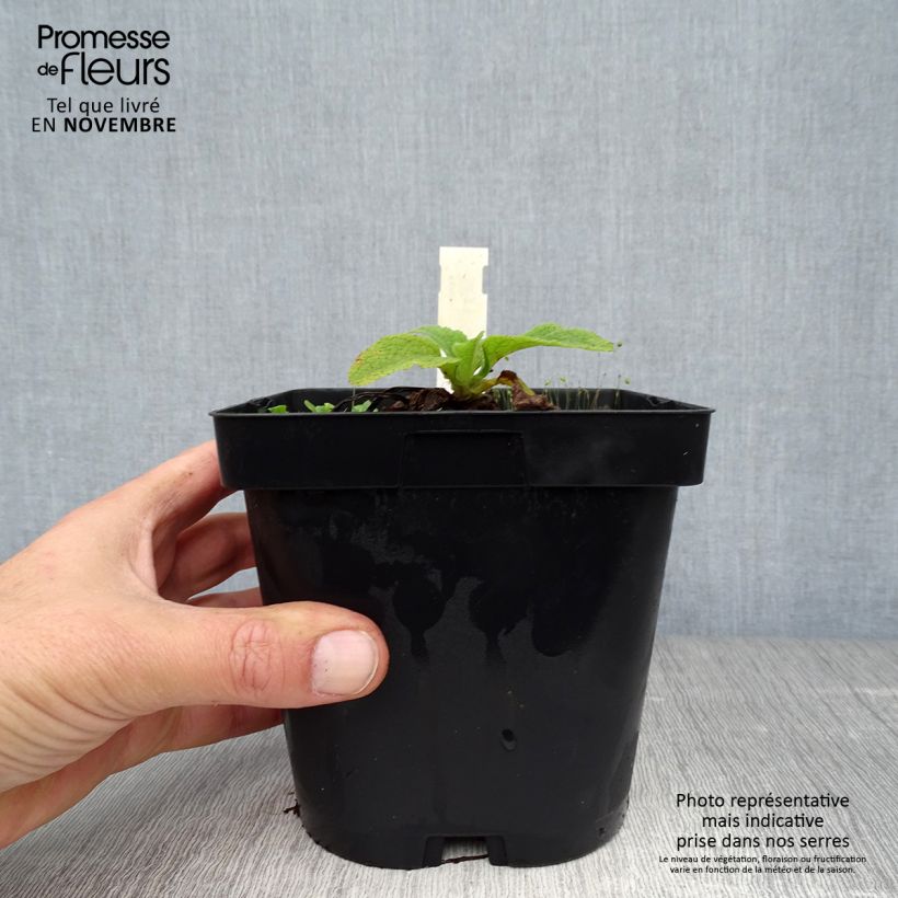 Digitalis purpurea Alba - Foxglove 2L/3L pot sample as delivered in autumn