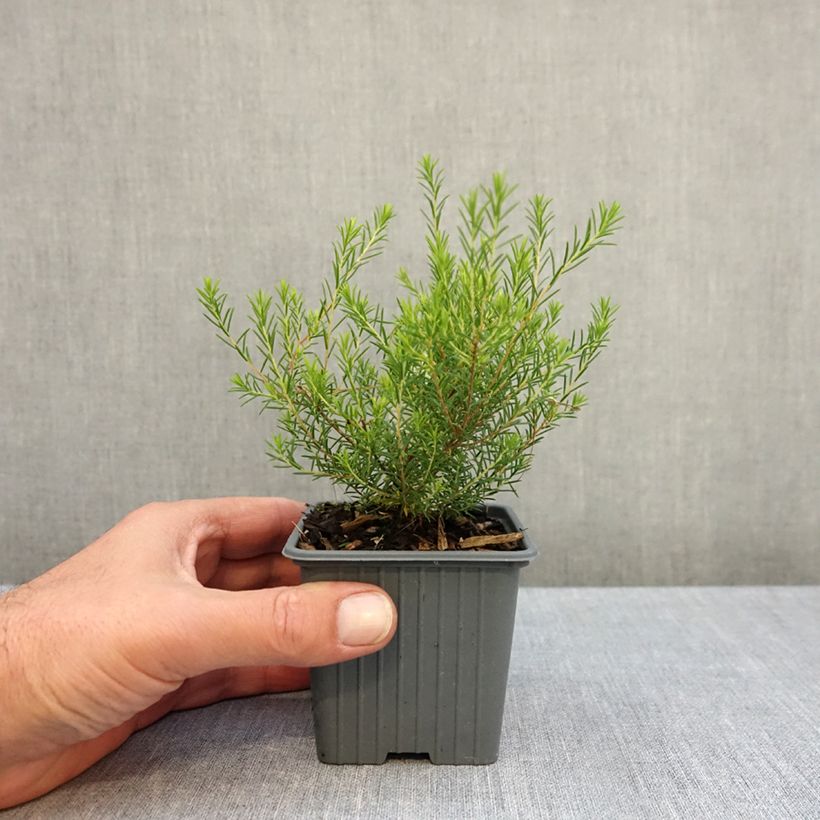 Diosma hirsuta Pink Fountain 8/9 cm pot sample as delivered in autumn