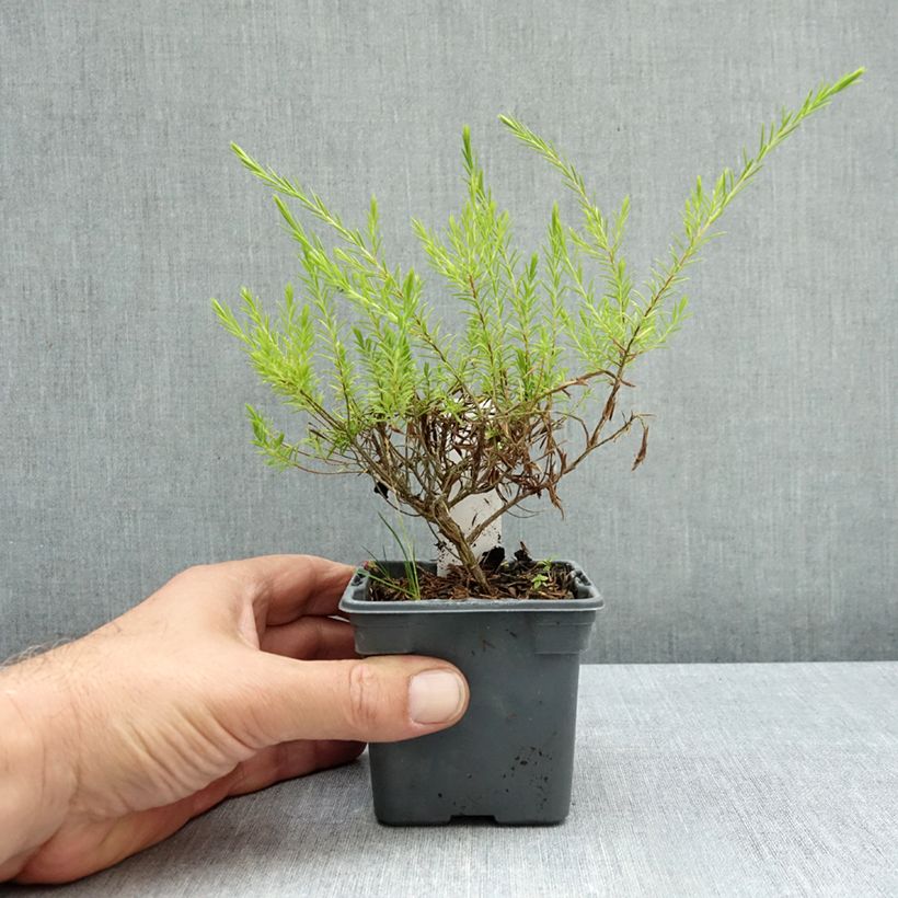 Diosma hirsuta Sunset Gold 8/9 cm pot sample as delivered in autumn