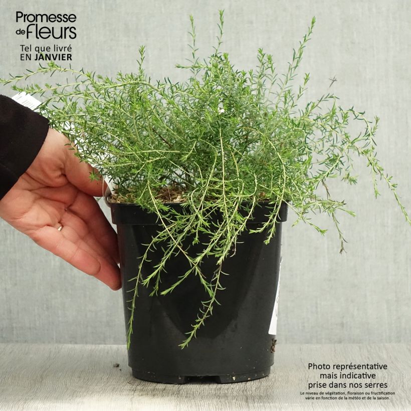 Diosma hirsuta Pink Diamond 2L/3L pot sample as delivered in winter