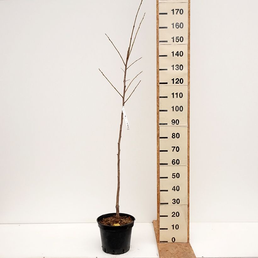 Diospyros kaki Costata - Persimmon 7.5L/10L pot, Goblet sample as delivered in autumn