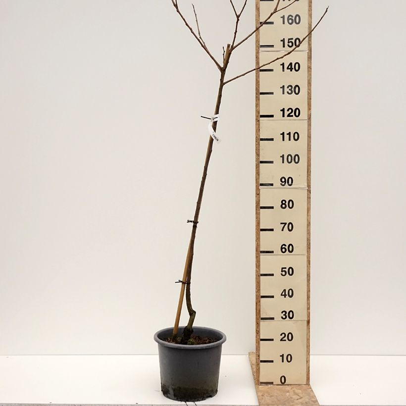 Diospyros kaki Fuyu - Persimmon 7.5L/10L pot, Half standard sample as delivered in winter