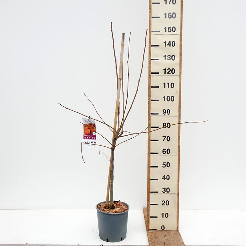 Diospyros kaki Fuyu - Persimmon 7.5L/10L pot, Goblet sample as delivered in winter